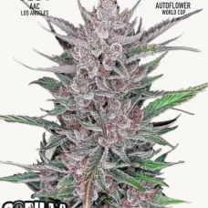 GORILLA PUNCH Auto